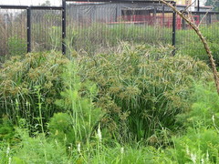 Cyperus sexangularis