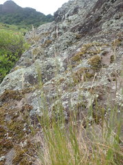 Rytidosperma racemosum