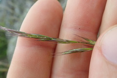 Rytidosperma racemosum