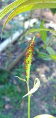 Aphis nerii