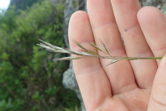 Rytidosperma racemosum
