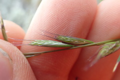 Rytidosperma racemosum