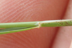 Rytidosperma racemosum