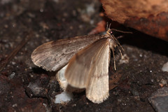 Operophtera fagata