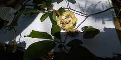 Annona macroprophyllata