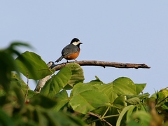 Sittiparus castaneoventris