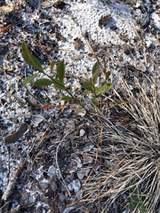 Vaccinium tenellum