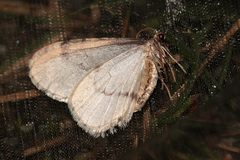 Operophtera fagata