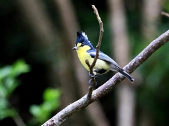 Machlolophus holsti