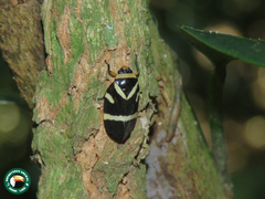 Maxantonia stabilis