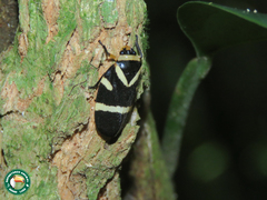 Maxantonia stabilis