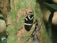 Maxantonia stabilis