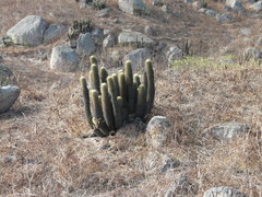 Haageocereus pseudomelanostele
