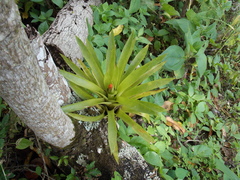 Guzmania monostachia