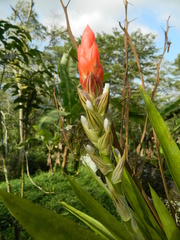 Guzmania monostachia