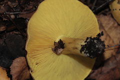 Tricholoma frondosae