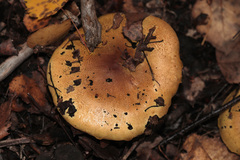 Tricholoma frondosae