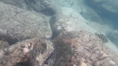 Abudefduf declivifrons