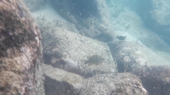 Abudefduf declivifrons