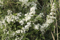 Clematis terniflora