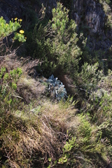 Hermas