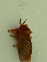 Thoscora