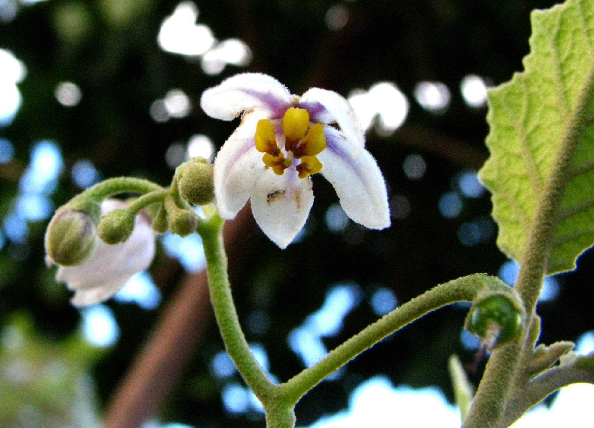 Solanum sandwicense