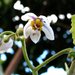 Solanum sandwicense - Photo (c) David  Eickhoff,  זכויות יוצרים חלקיות (CC BY)