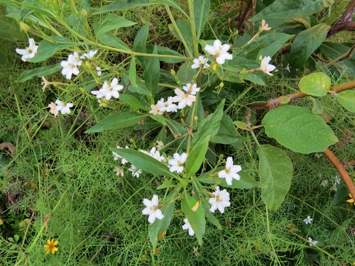 Solanum sandwicense