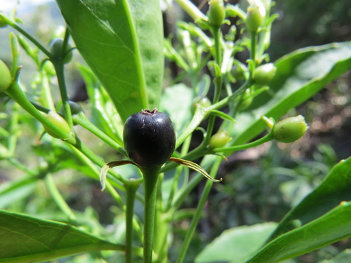 Solanum sandwicense