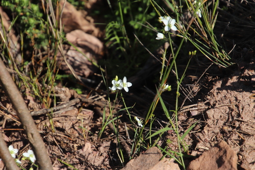Image of Heliophila meyeri by (c) Tony Rebelo, some rights reserved (CC BY-SA)