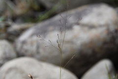 Agrostis clavata