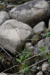 Agrostis clavata