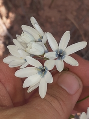 Ixia polystachya polystachya
