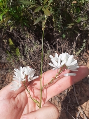 Ixia polystachya polystachya