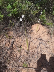 Ixia polystachya polystachya