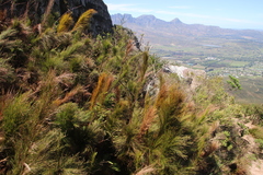 Restio subverticillatus