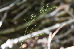 Agrostis clavata