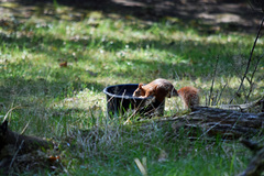 Sciurus vulgaris