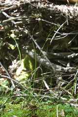 Agrostis clavata