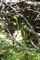 Agrostis clavata