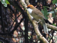 Pterorhinus ruficeps