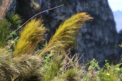 Restio subverticillatus