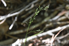 Agrostis clavata