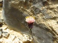 Phagnalon schweinfurthii