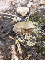 Dendropsophus bogerti