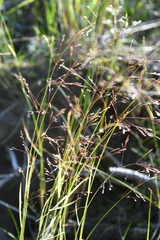 Agrostis clavata