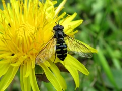 Melangyna lasiophthalma