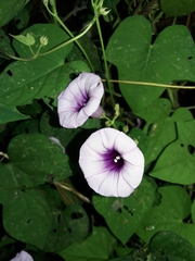 Ipomoea ramosissima