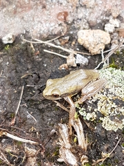 Dendropsophus bogerti